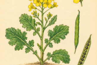 Canola and Its Place in Witchcraft