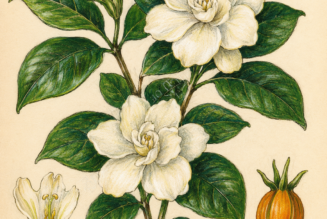 Cape Jasmine and Its Place in Witchcraft