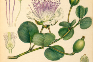 Caper and Its Place in Witchcraft