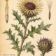 Carline Thistle: A Protective Plant in Paganism and Witchcraft