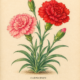 Carnation and Its Place in Witchcraft