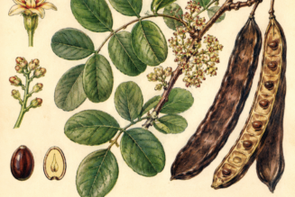 Carob and Its Place in Witchcraft
