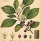 Cascara and Its Place in Witchcraft