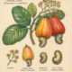 Cashew and Its Place in Witchcraft