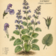 Catmint and Its Place in Witchcraft