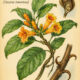 Cat’s Claw: A Sacred Vine in Paganism and Witchcraft