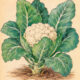 Cauliflower and Its Place in Paganism & Witchcraft