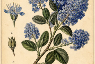 Ceanothus: The Sacred Blue Blossom in Paganism and Witchcraft