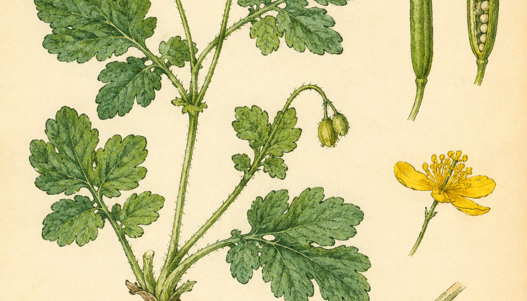 Celandine and Its Place in Paganism and Witchcraft