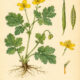 Celandine and Its Place in Paganism and Witchcraft