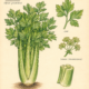 Celery and Its Place in Witchcraft