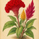 Celosia: A Sacred Flame in Paganism and Witchcraft