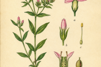 Centaury and Its Place in Witchcraft