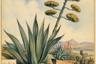 The Century Plant and Its Place in Paganism & Witchcraft
