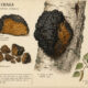 Chaga and Its Place in Paganism & Witchcraft