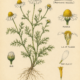 Chamomile and Its Place in Witchcraft
