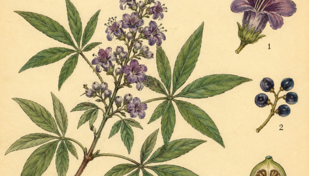 The Chaste Tree and Its Place in Paganism & Witchcraft