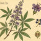 The Chaste Tree and Its Place in Paganism & Witchcraft