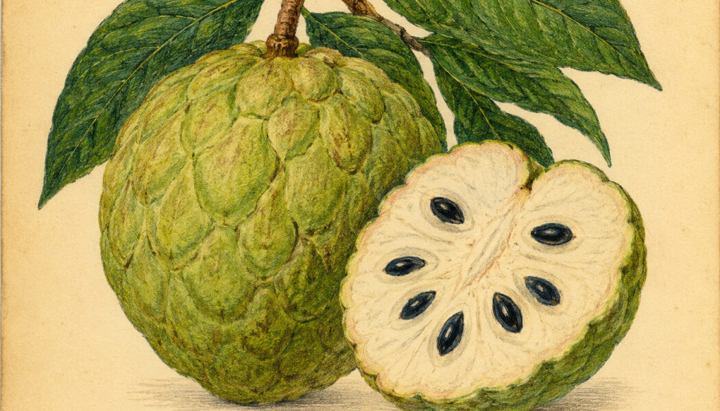 Cherimoya: A Sacred Fruit in Paganism and Witchcraft