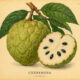 Cherimoya: A Sacred Fruit in Paganism and Witchcraft