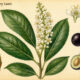 Cherry Laurel in Paganism and Witchcraft