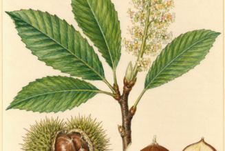 Chestnut and Its Place in Witchcraft
