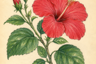 China Rose and Its Place in Witchcraft
