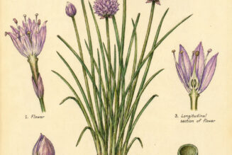 Chive and Its Place in Witchcraft