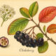 Chokeberry and Its Place in Paganism & Witchcraft