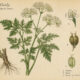 Cicely: A Sweet Herb of Magic and Tradition