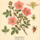 Cinquefoil Rose: A Sacred Plant in Paganism and Witchcraft