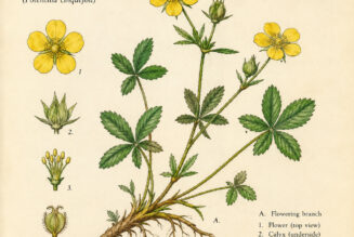 Cinquefoil and Its Place in Witchcraft