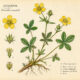 Cinquefoil and Its Place in Witchcraft