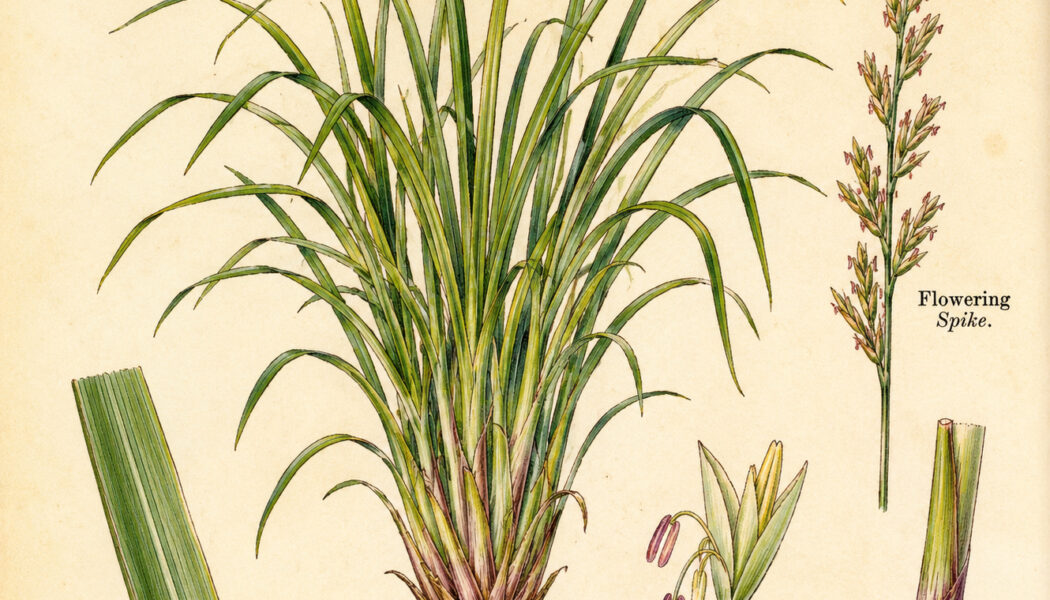 Citronella and Its Place in Paganism & Witchcraft