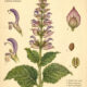 Clary Sage and Its Place in Witchcraft
