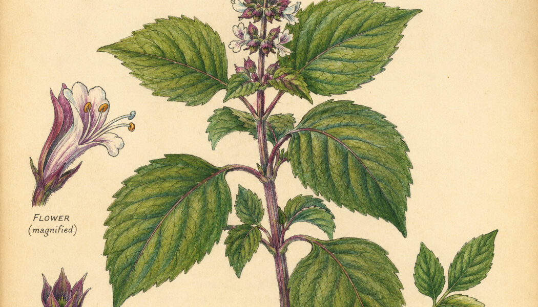 Clove Basil: A Sacred Herb in Paganism and Witchcraft