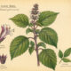 Clove Basil: A Sacred Herb in Paganism and Witchcraft