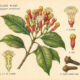 Clove and Its Place in Witchcraft