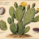The Cochineal Cactus and Its Place in Paganism & Witchcraft