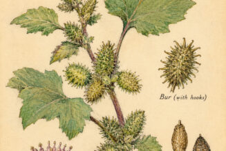 Cocklebur: A Thorny Plant of Protection and Persistence in Paganism and Witchcraft