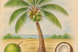Coconut and Its Place in Witchcraft