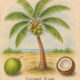 Coconut and Its Place in Witchcraft
