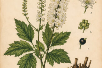 Cohosh and Its Place in Paganism & Witchcraft