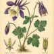 Columbine and Its Place in Paganism & Witchcraft