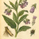 Comfrey and Its Place in Witchcraft