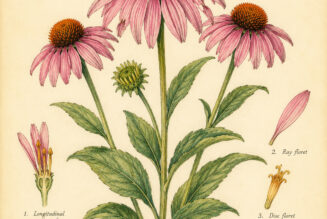 Coneflower and Its Place in Witchcraft