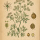 Coriander Seed: A Fragrant Herb of Magic, Protection, and Prosperity