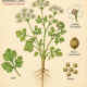 Coriander and Its Place in Witchcraft