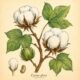 Cotton and Its Place in Witchcraft