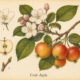 Crab Apple and Its Place in Witchcraft